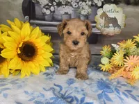 Riot, a male Miniature Schnauzer for sale in New Boston, TX – Photo 2 of 2