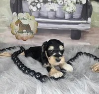 Chilly, a female Miniature Schnauzer for sale in New Boston, TX – Photo 3 of 3