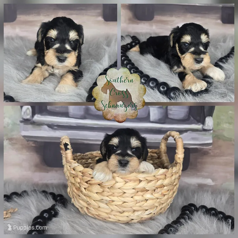 Chilly, a female Miniature Schnauzer for sale in New Boston, TX – Photo 1 of 3