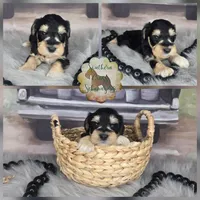 Chilly, a female Miniature Schnauzer for sale in New Boston, TX – Photo 1 of 3