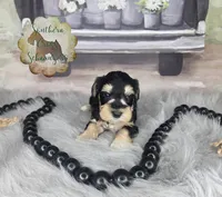 Chilly, a female Miniature Schnauzer for sale in New Boston, TX – Photo 2 of 3