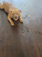 King, a male American Bully for sale in Lyndhurst, NJ – 2 of 3