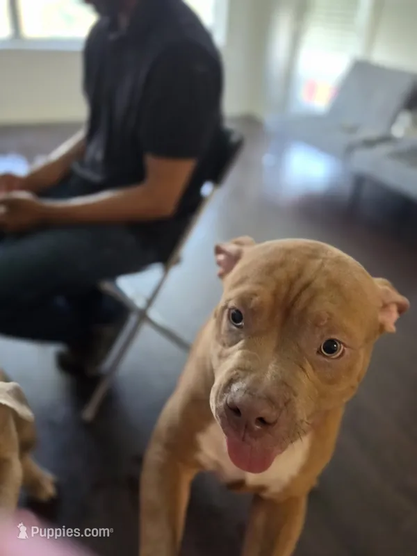 Chubby – American Bully puppy for sale in Lyndhurst, NJ