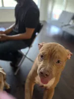 Chubby, a male American Bully for sale in Lyndhurst, NJ – 1 of 1