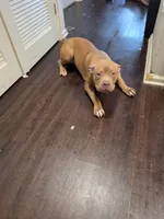Chubby, a male American Bully for sale in Lyndhurst, NJ – 2 of 3