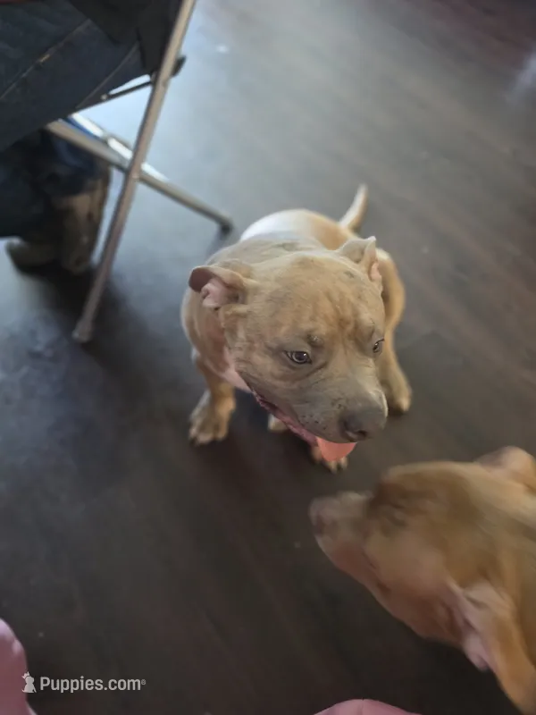 King – American Bully puppy for sale in Lyndhurst, NJ