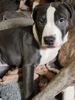Gamora, a female American Bully for sale in Churubusco, IN – Photo 4 of 8
