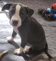 Gamora, a female American Bully for sale in Churubusco, IN – Photo 6 of 8