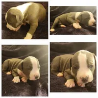Gamora, a female American Bully for sale in Churubusco, IN – Photo 8 of 8