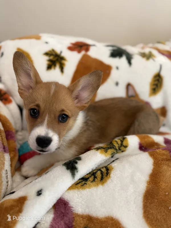 Puppy 2 – Pembroke Welsh Corgi puppy on hold in Las Cruces, NM