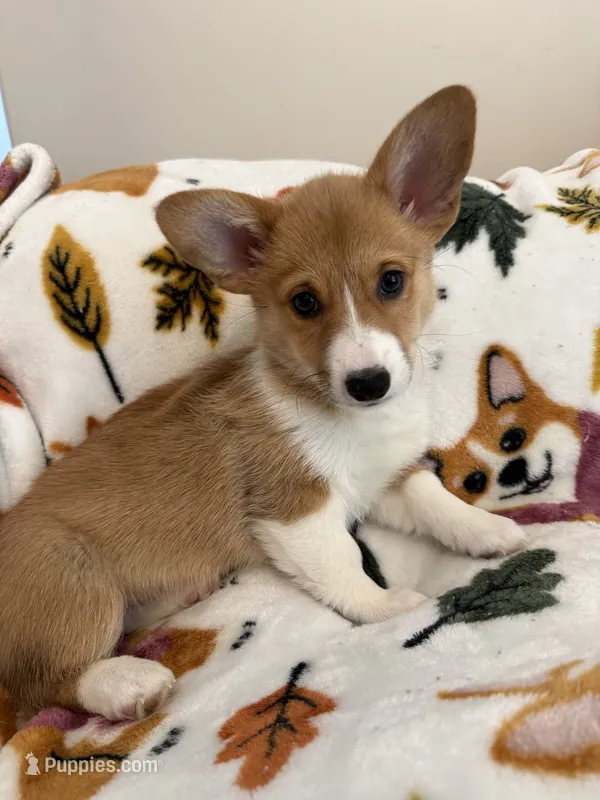 Puppy 3 – Pembroke Welsh Corgi puppy for sale in Las Cruces, NM