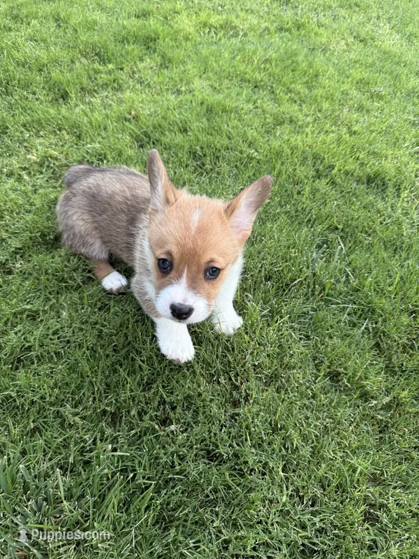 Puppy 2 – Pembroke Welsh Corgi puppy for sale in Las Cruces, NM
