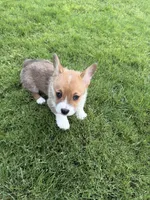 Puppy 2, a male Pembroke Welsh Corgi for sale in Las Cruces, NM – 1 of 2