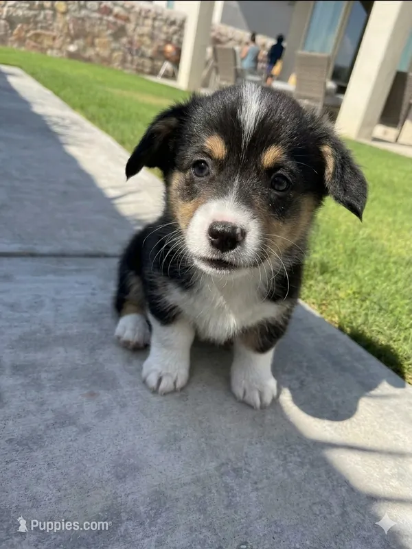 Puppy 1 – Pembroke Welsh Corgi puppy for sale in Las Cruces, NM