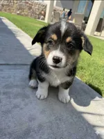 Puppy 1, a male Pembroke Welsh Corgi for sale in Las Cruces, NM – 1 of 2