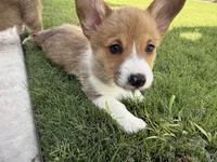 Puppy 3, a female Pembroke Welsh Corgi for sale in Las Cruces, NM – 1 of 2