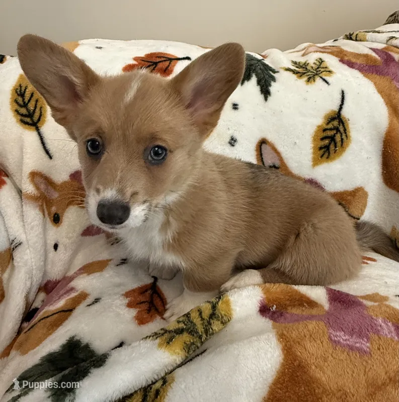 Puppy 6 – Pembroke Welsh Corgi puppy for sale in Las Cruces, NM