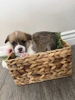 Puppy 2, a male Pembroke Welsh Corgi for sale in Las Cruces, NM – 2 of 2