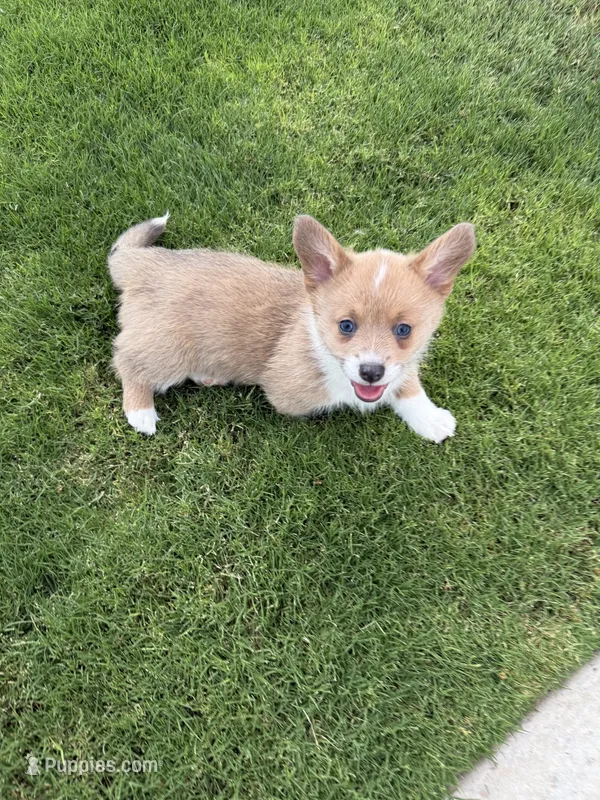 Puppy 6 – Pembroke Welsh Corgi puppy for sale in Las Cruces, NM