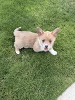 Puppy 6, a female Pembroke Welsh Corgi for sale in Las Cruces, NM – 1 of 3