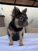 Rocky, a male French Bulldog for sale in Whittier, CA – 3 of 3