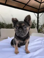 Rocky, a male French Bulldog for sale in Whittier, CA – 2 of 3