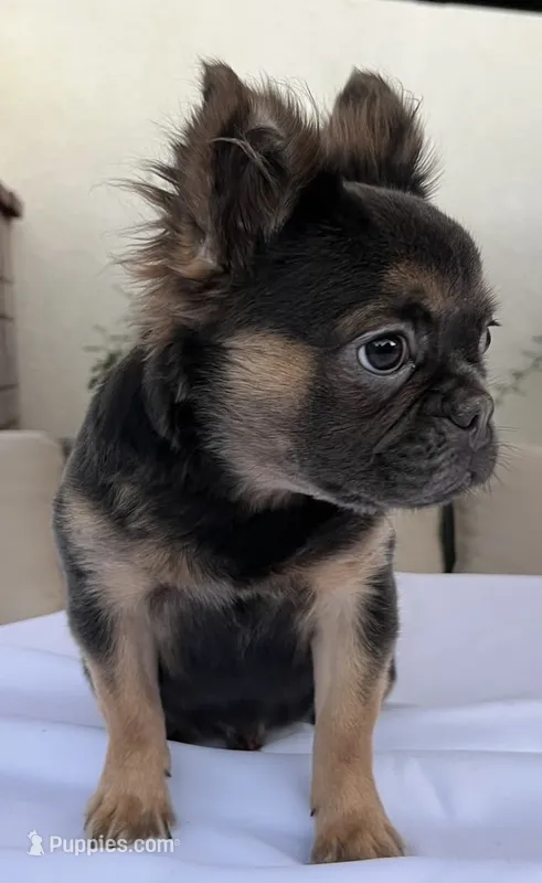Rocky – French Bulldog puppy for sale in Whittier, CA
