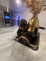 Coco , a female Yorkshire Terrier for sale in Tampa, FL – 2 of 6