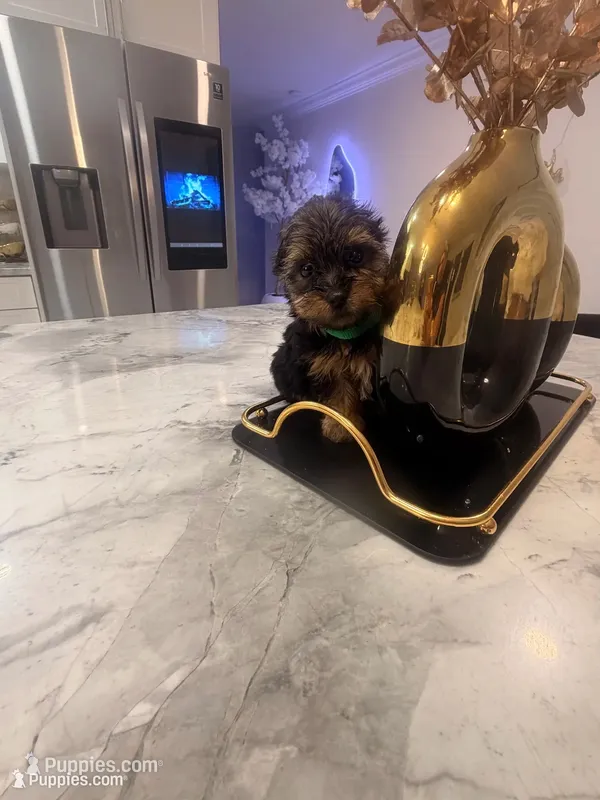 Coco  – Yorkshire Terrier puppy for sale in Tampa, FL
