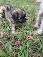 Darker fluffy brown, a female Pugapoo for sale in Channelview, TX – Photo 3 of 3