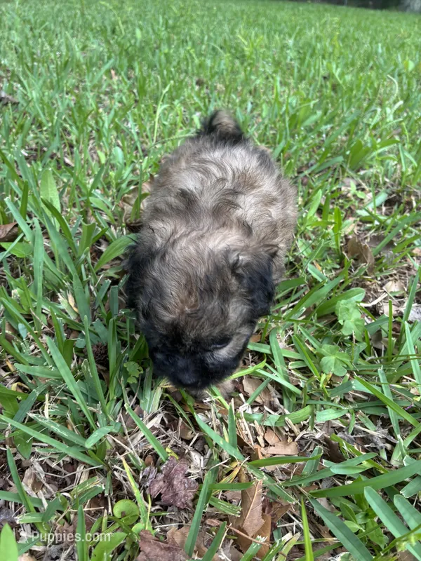 Darker fluffy brown – Pugapoo puppy for sale in Channelview, TX