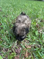 Darker fluffy brown, a female Pugapoo for sale in Channelview, TX – Photo 1 of 3