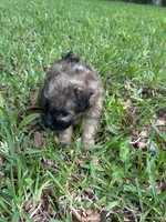 Darker fluffy brown, a female Pugapoo for sale in Channelview, TX – Photo 2 of 3
