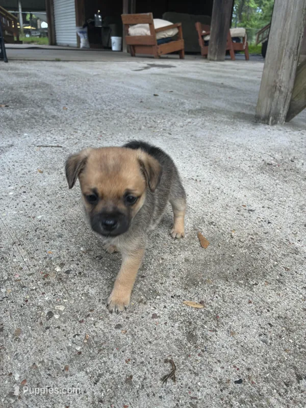 Salt and pepper color short hair – Pugapoo puppy for sale in Channelview, TX