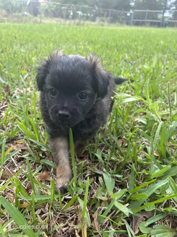 Black puppy – Pugapoo puppy for sale in Channelview, TX