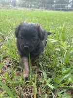 Black puppy, a male Pugapoo for sale in Channelview, TX – Photo 1 of 4