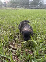 Black puppy, a male Pugapoo for sale in Channelview, TX – Photo 3 of 4