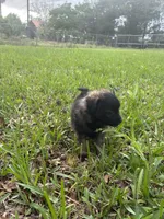 Black puppy, a male Pugapoo for sale in Channelview, TX – Photo 2 of 4