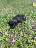 Black puppy, a male Pugapoo for sale in Channelview, TX – Photo 4 of 4