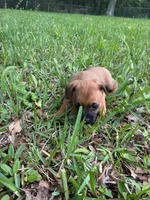 Short hair brown with black stripe on back, a female Pugapoo for sale in Channelview, TX – Photo 3 of 3