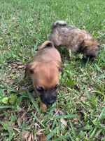 Short hair brown with black stripe on back, a female Pugapoo for sale in Channelview, TX – Photo 2 of 3