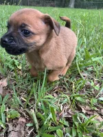 Short hair brown with black stripe on back, a female Pugapoo for sale in Channelview, TX – Photo 1 of 3
