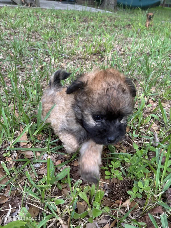 Light brown – Pugapoo puppy for sale in Channelview, TX