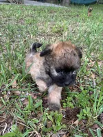 Light brown, a male Pugapoo for sale in Channelview, TX – Photo 1 of 3