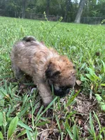 Light brown, a male Pugapoo for sale in Channelview, TX – Photo 3 of 3