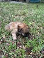 Light brown, a male Pugapoo for sale in Channelview, TX – Photo 2 of 3