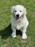 Fall Puppies, a  Golden Retriever for sale in Altamont, IL – Photo 6 of 10