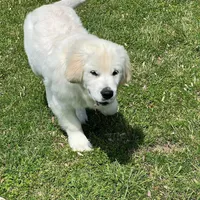 Fall Puppies, a  Golden Retriever for sale in Altamont, IL – Photo 7 of 10