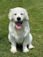 Fall Puppies, a  Golden Retriever for sale in Altamont, IL – Photo 1 of 10