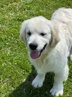 Fall Puppies, a  Golden Retriever for sale in Altamont, IL – Photo 5 of 10